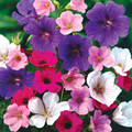 Hardy Geraniums Mixed 